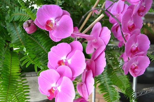 Main Feature